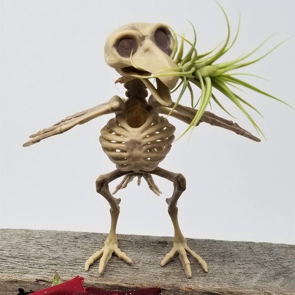 Air Plants Other - Home Grown Air Plant in a Skeleton Bird Super Cool